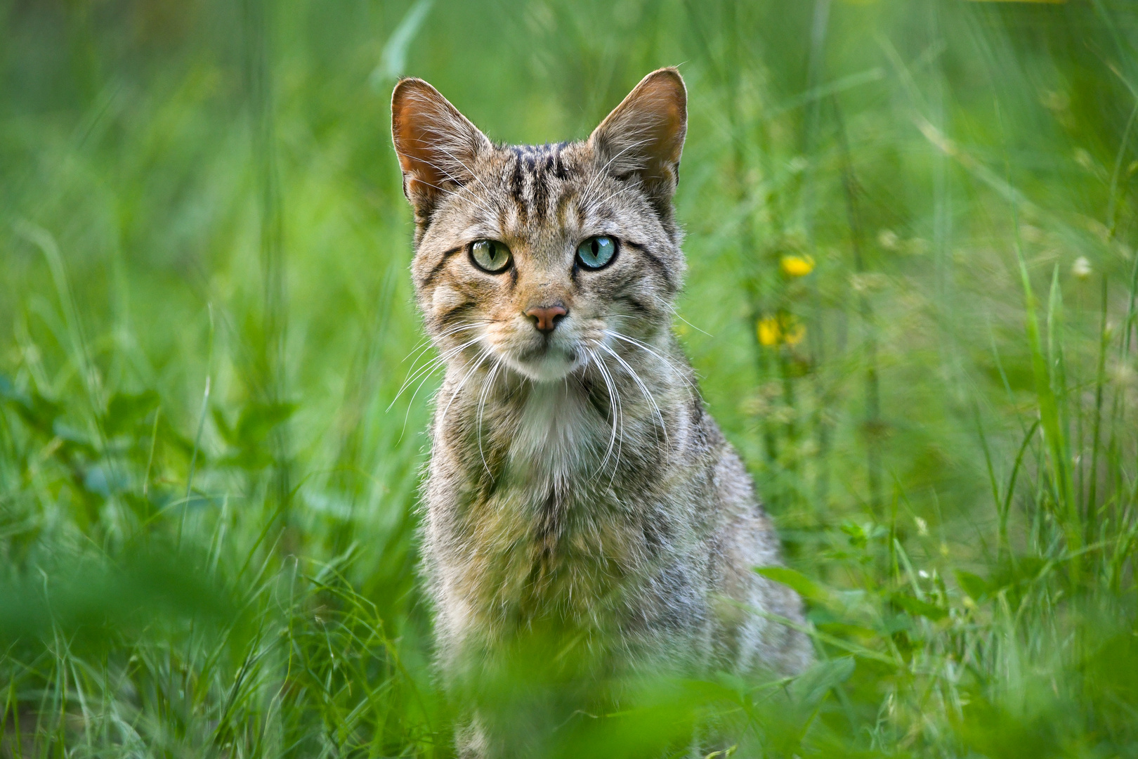 Europäische Wildkatze