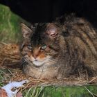 Europäische Wildkatze