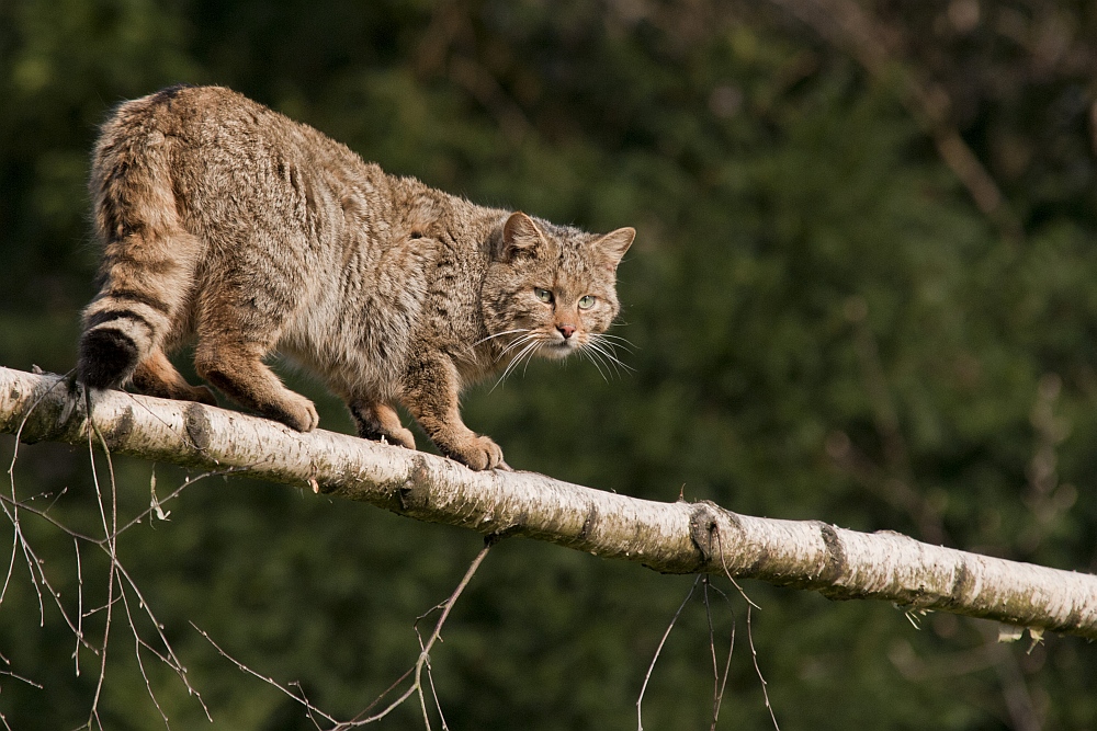 Europäische Wildkatze ...