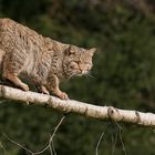 Europäische Wildkatze ...