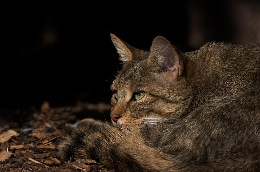 europäische Wildkatze