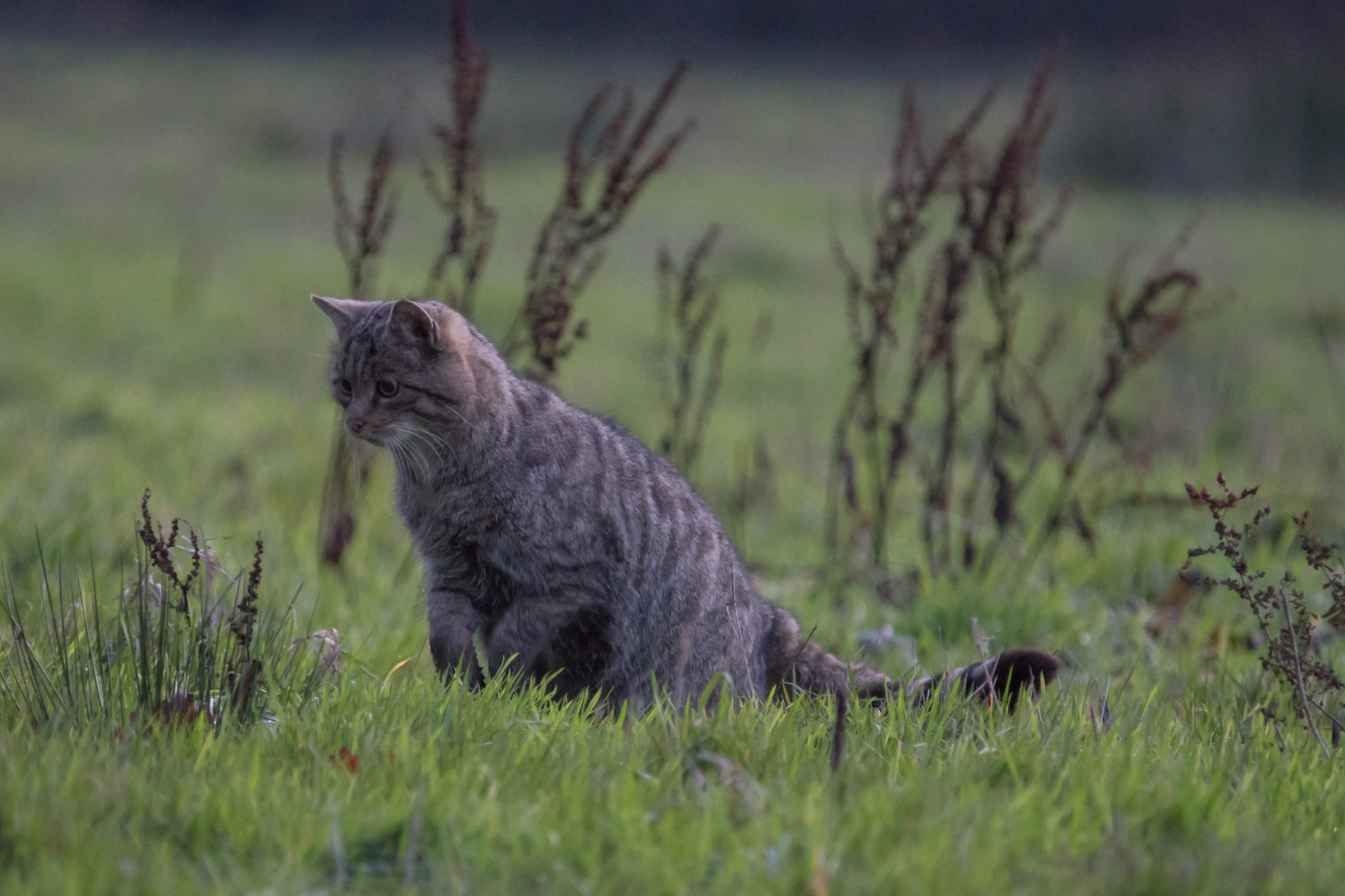 Europäische-Wildkatze   Aufnahme 25.12.2022