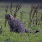 Europäische-Wildkatze   Aufnahme 25.12.2022