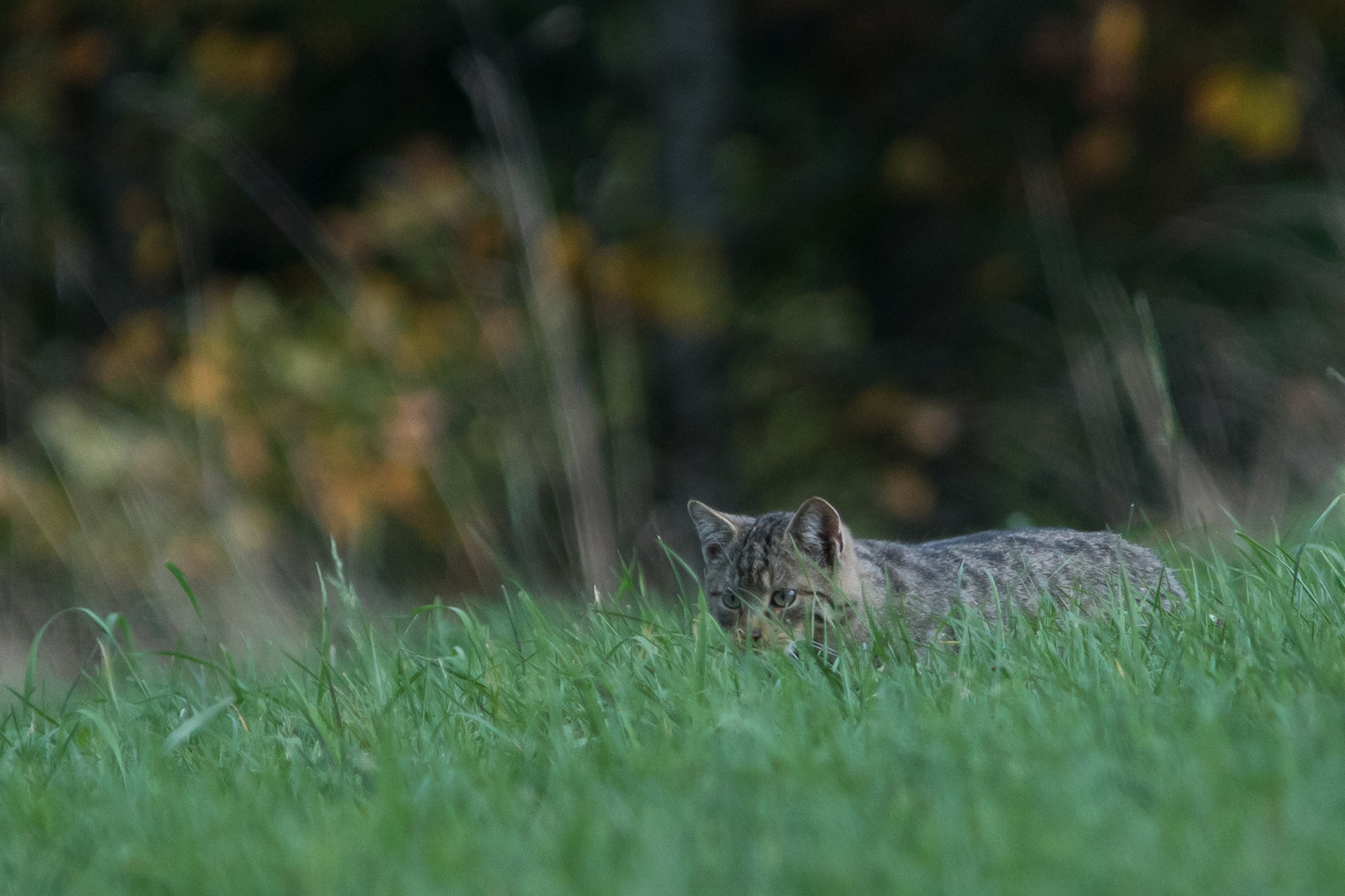 Europäische-Wildkatze    Aufnahme 30.10.2022