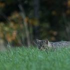 Europäische-Wildkatze    Aufnahme 30.10.2022