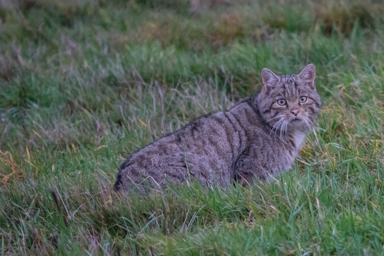 Europäische-Wildkatze        Aufnahme  8.1,2023