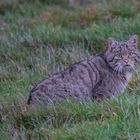 Europäische-Wildkatze        Aufnahme  8.1,2023