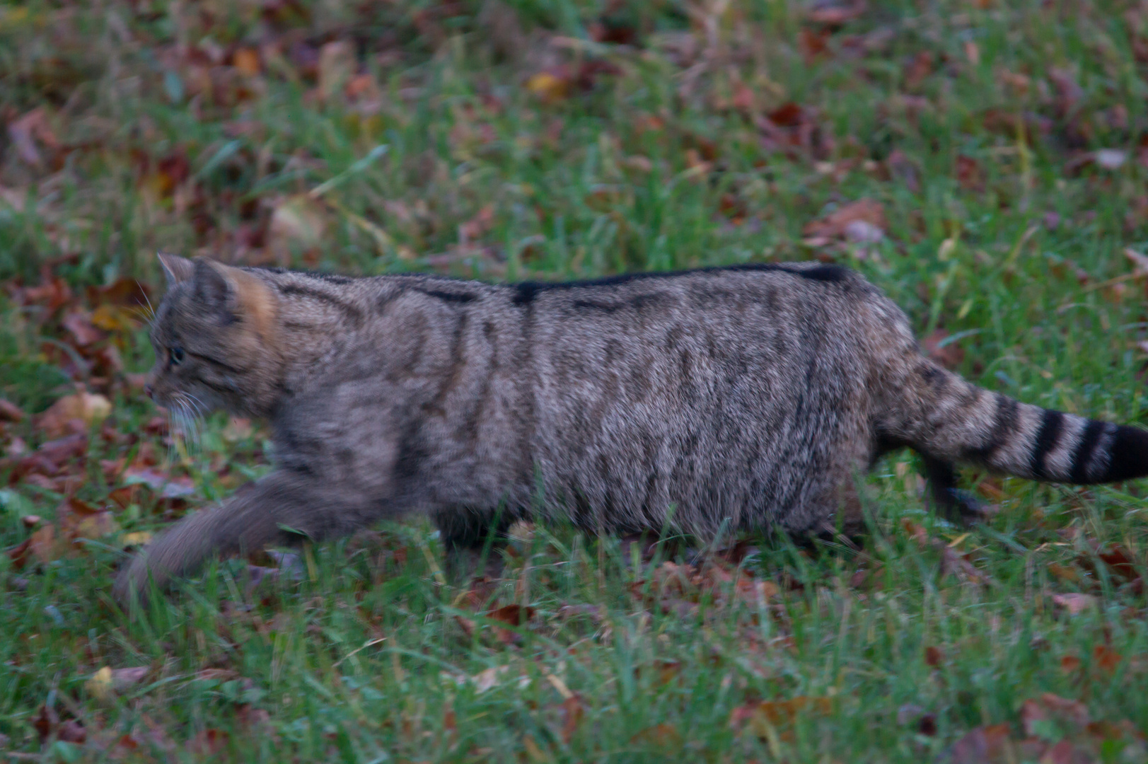 Europäische Wildkatze     Aufnahme vom 15.11.2020