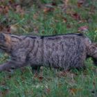 Europäische Wildkatze     Aufnahme vom 15.11.2020