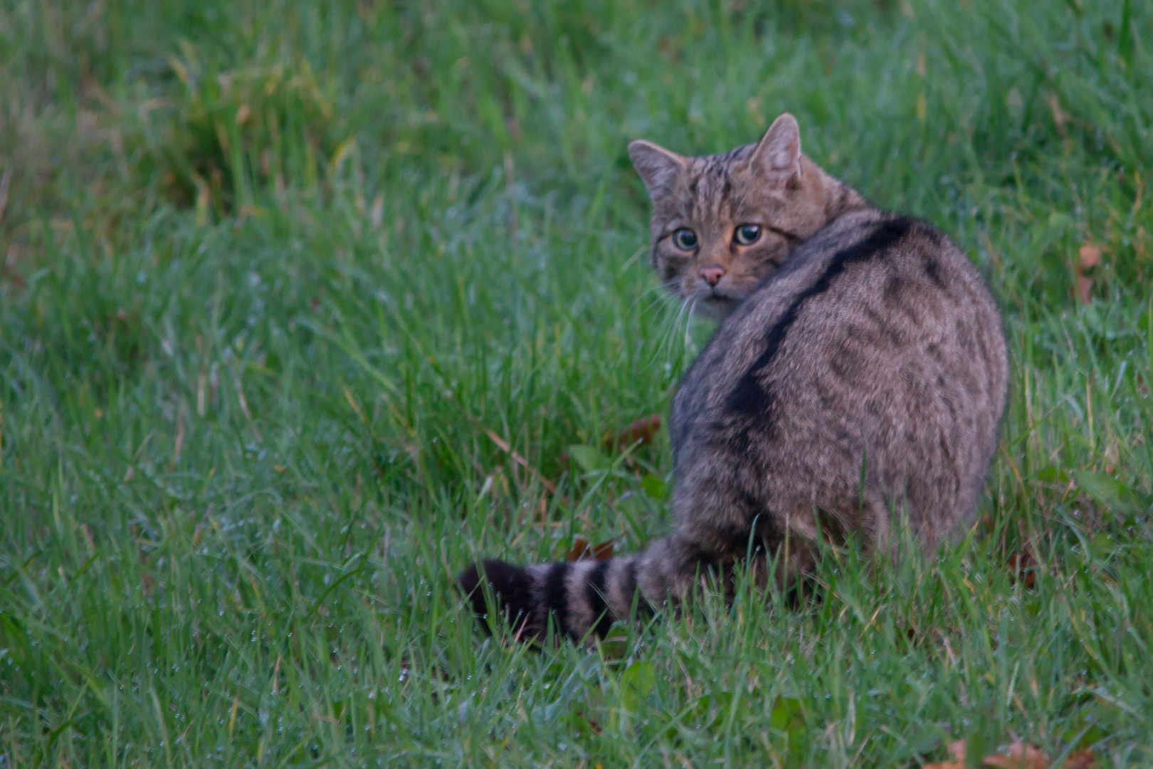 Europäische Wildkatze     Aufnahme vom 15.11.2020