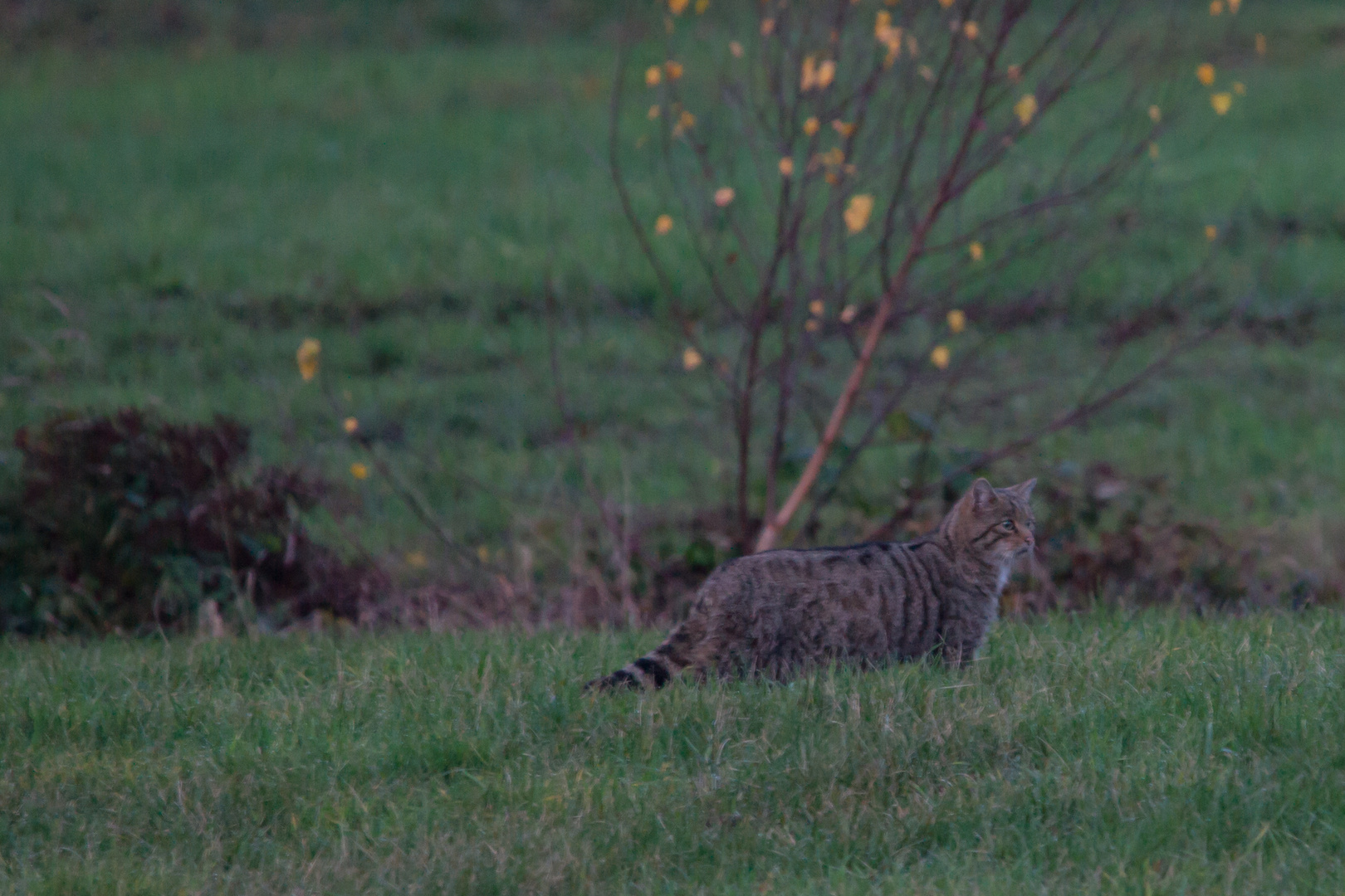 Europäische Wildkatze     Aufnahme vom 15.11.2020