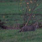 Europäische Wildkatze     Aufnahme vom 15.11.2020