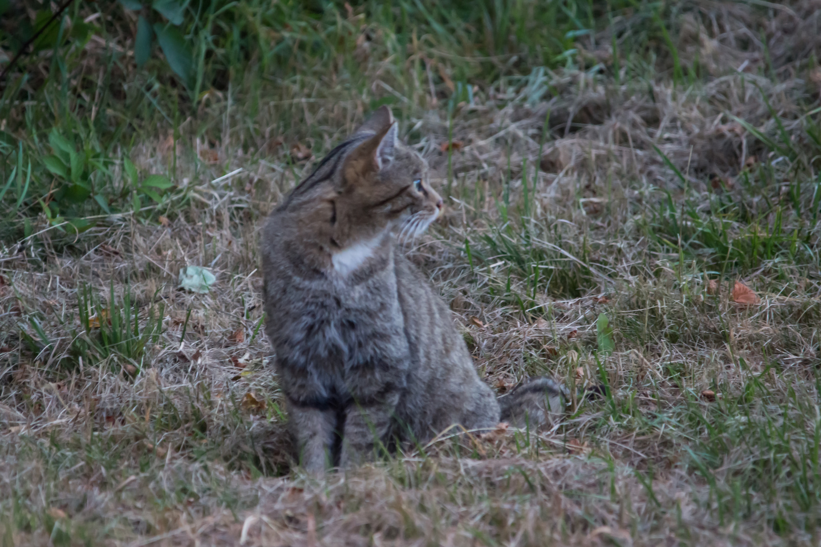 Europäische Wildkatze     Aufnahme vom 22.9.2020