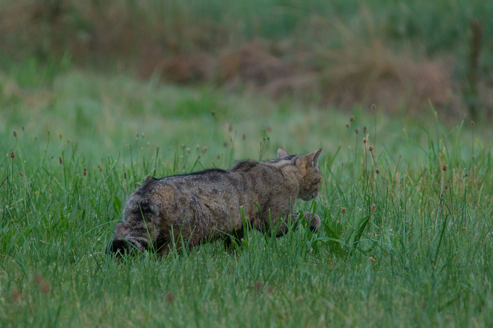 Europäische Wildkatze     Aufnahme vom 27.72020