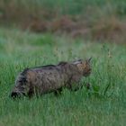 Europäische Wildkatze     Aufnahme vom 27.72020