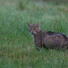 Europäische Wildkatze     Aufnahme vom 27.72020