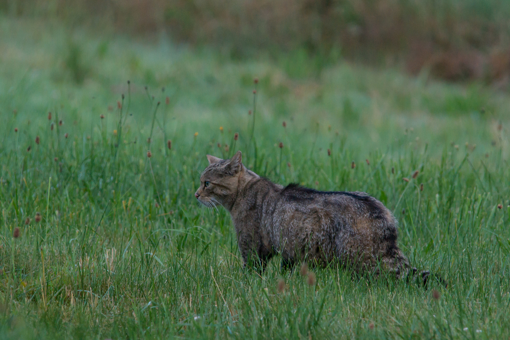 Europäische Wildkatze     Aufnahme vom 27.72020