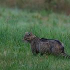 Europäische Wildkatze     Aufnahme vom 27.72020