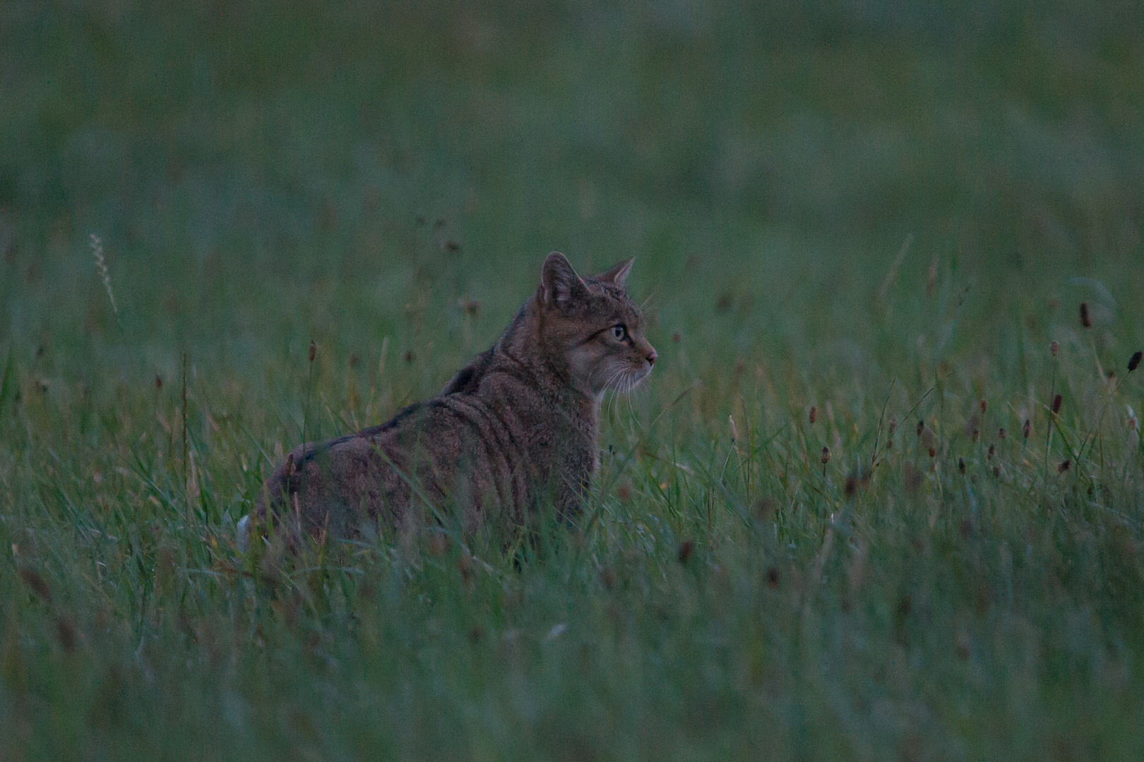 Europäische Wildkatze     Aufnahme vom 29.82020