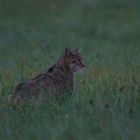 Europäische Wildkatze     Aufnahme vom 29.82020