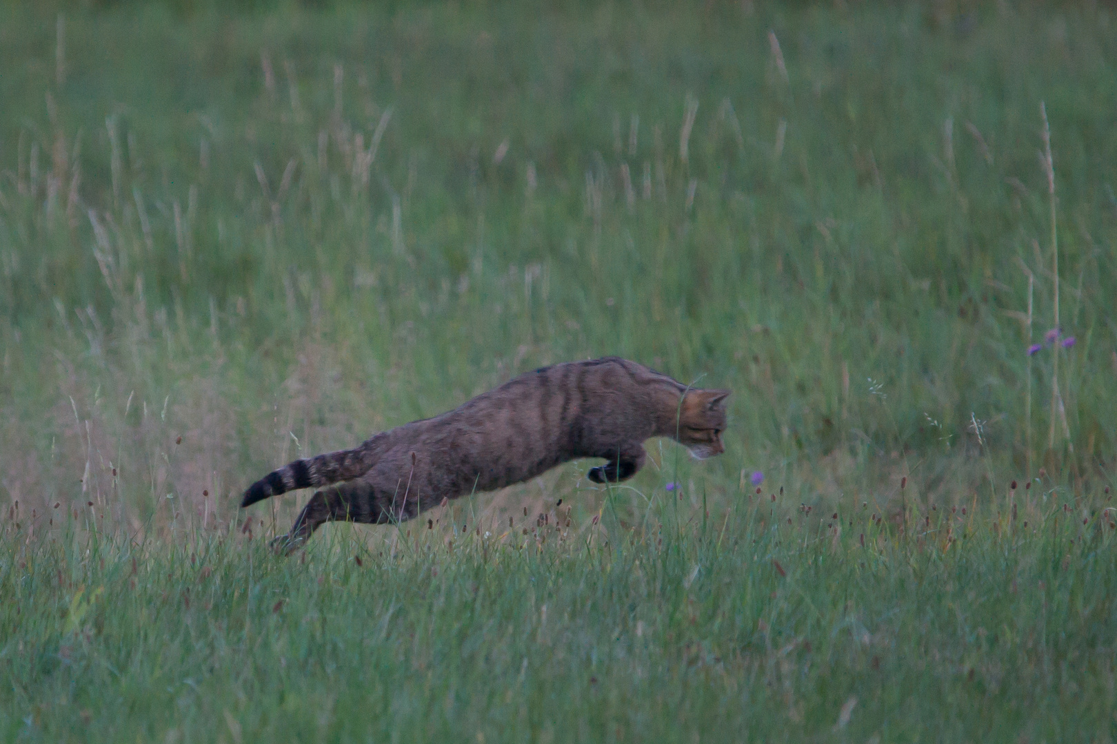 Europäische Wildkatze     Aufnahme vom 29.8.2020