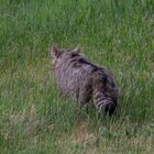 Europäische Wildkatze     Aufnahme vom 3.5.2020