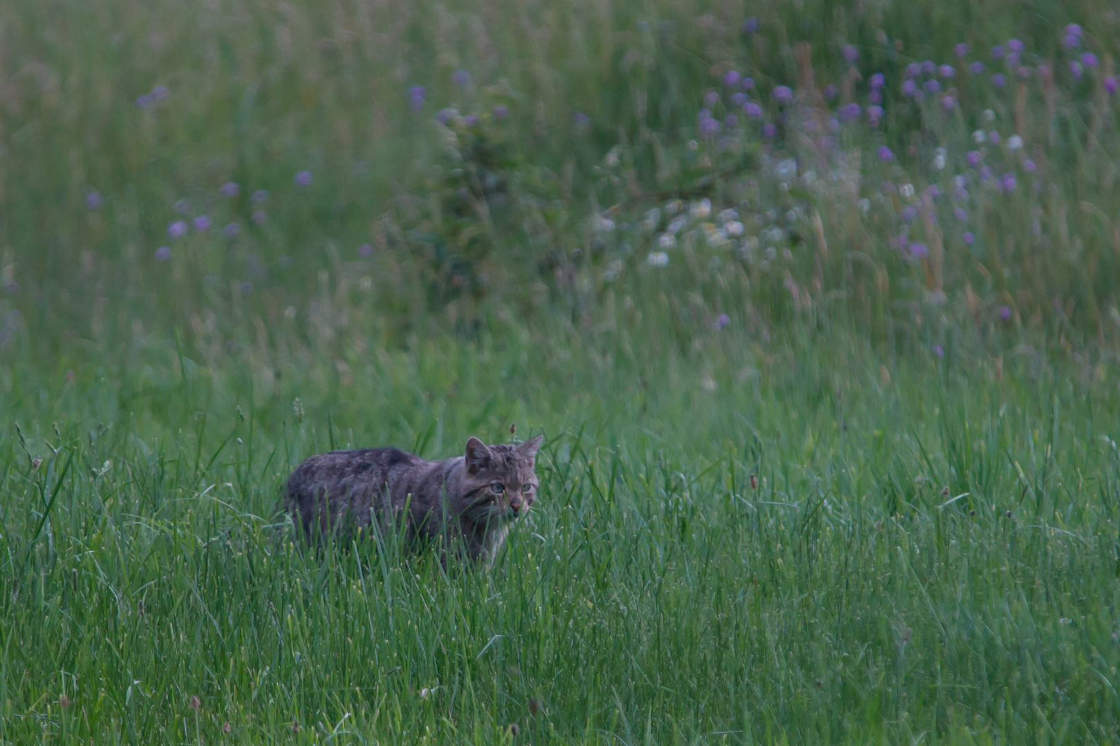 Europäische Wildkatze     Aufnahme vom 3.5.2020