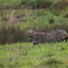 Europäische-Wildkatze    Aufnahme von heute 