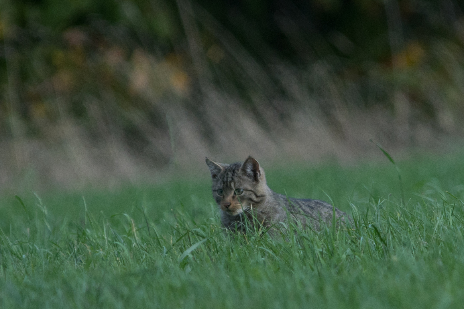 Europäische-Wildkatze  Aufnahme von heute