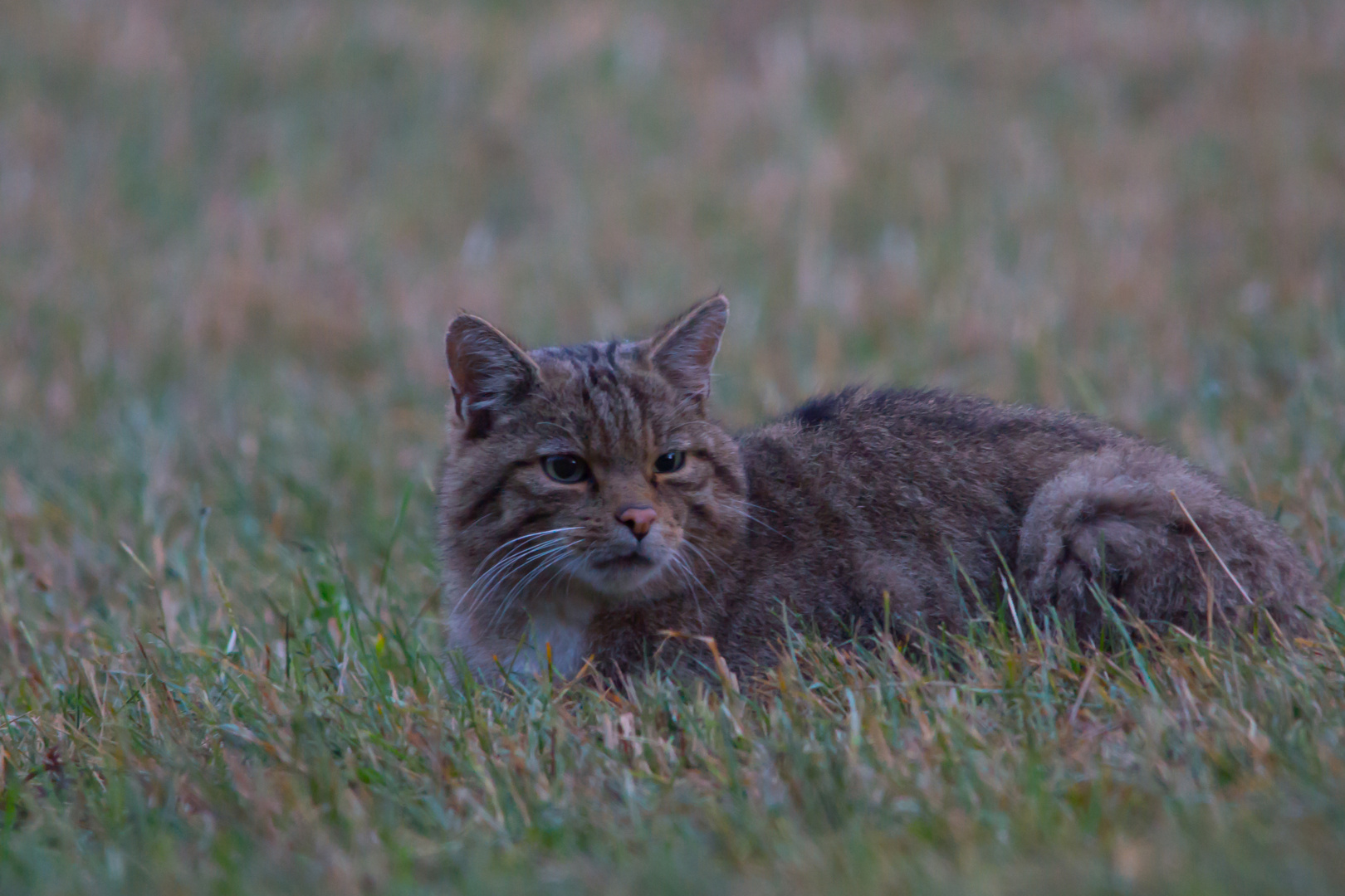 Europäische Wildkatze     Aufnahme von heute Morgen