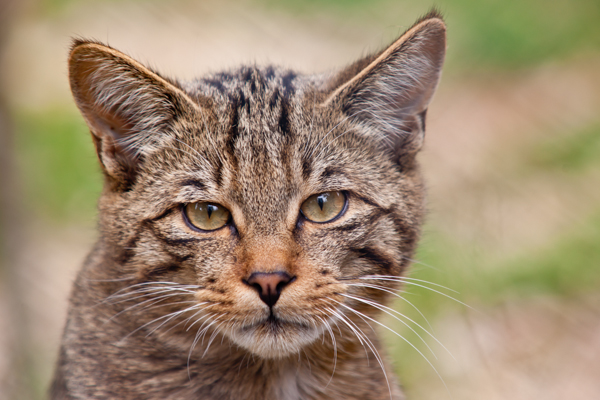 Europäische Wildkatze