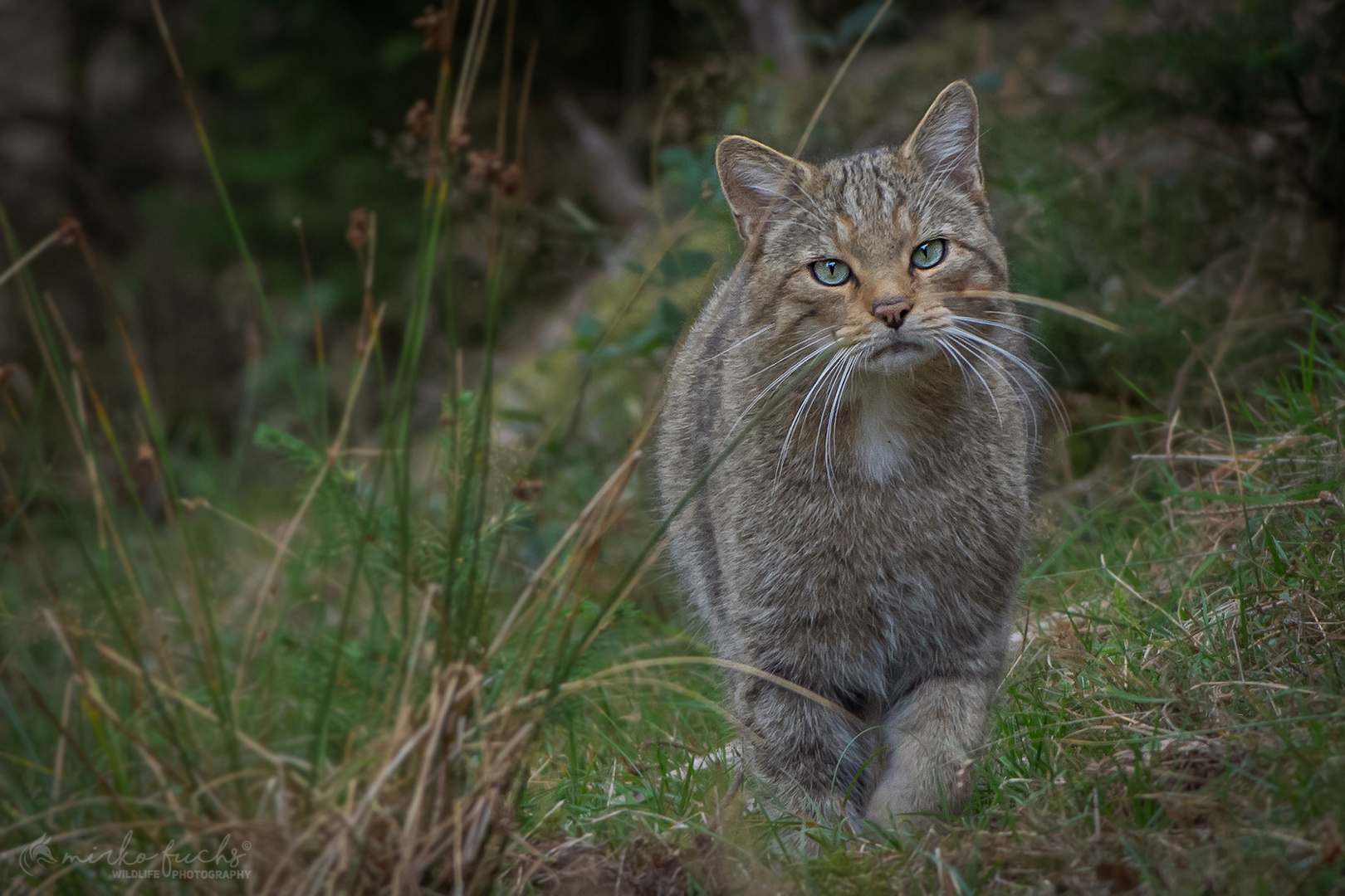 Europäische Wildkatze...