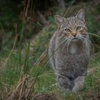 Europäische Wildkatze...