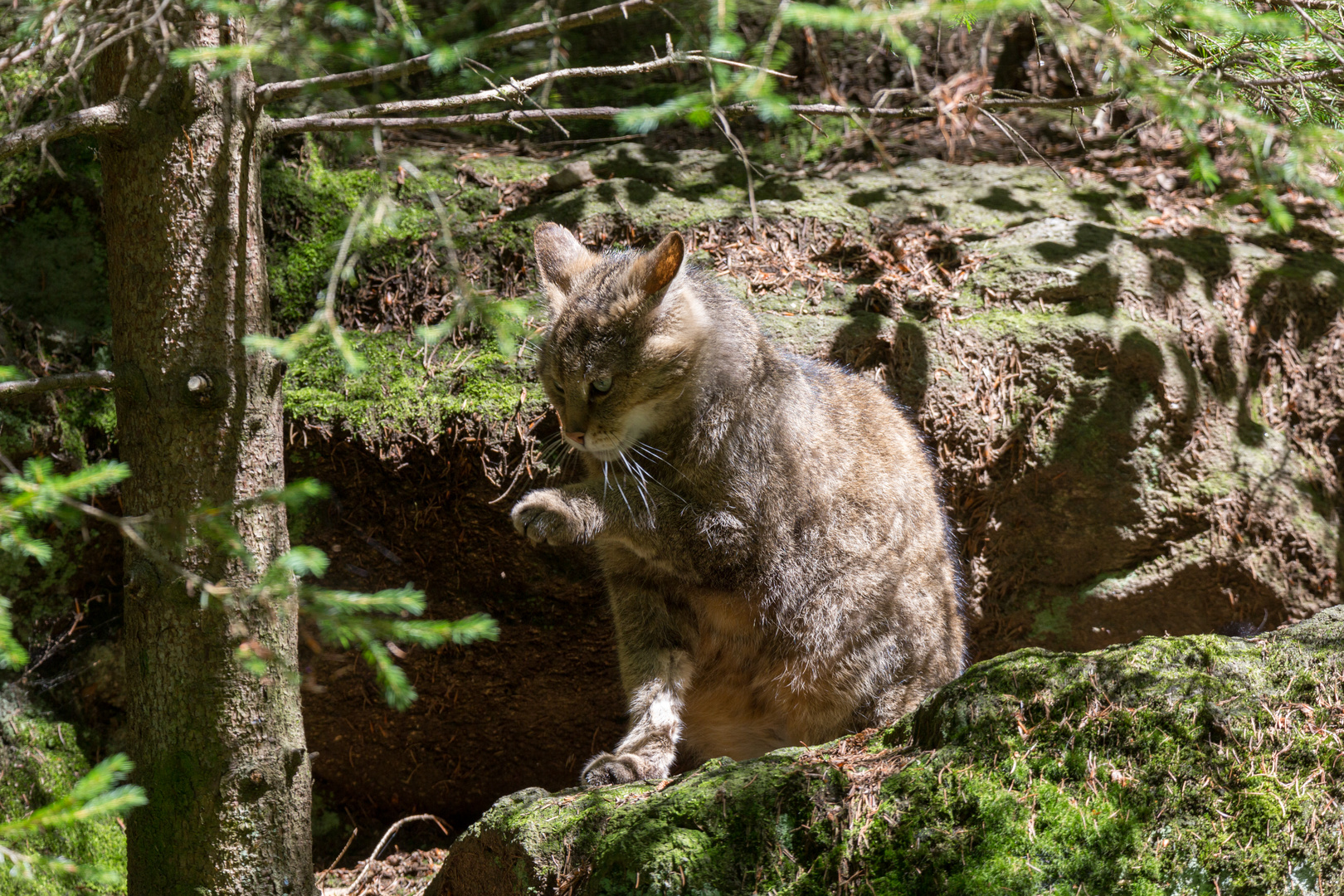 Europäische Wildkatze