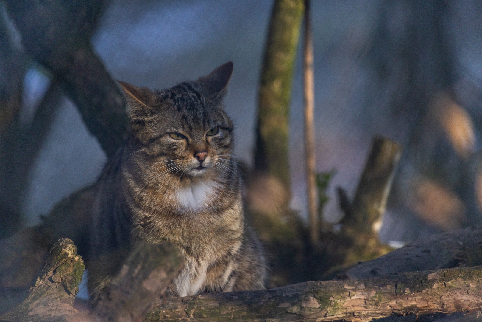 Europäische Wildkatze