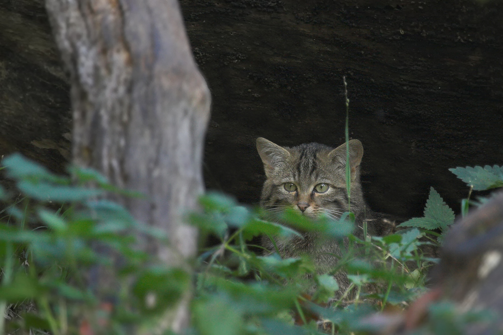 Europäische Wildkatze