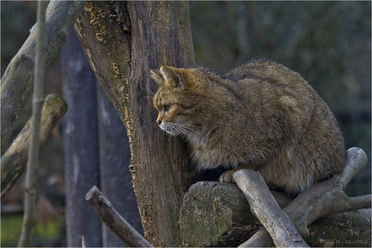 Europäische Wildkatze - Chat sauvage européen