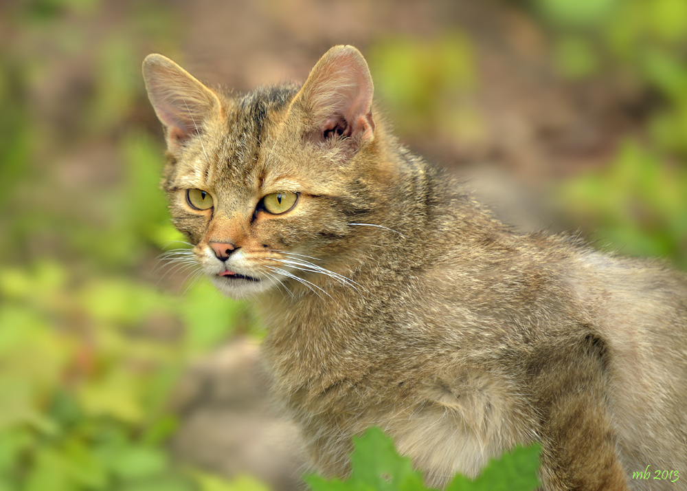 Europäische Wildkatze