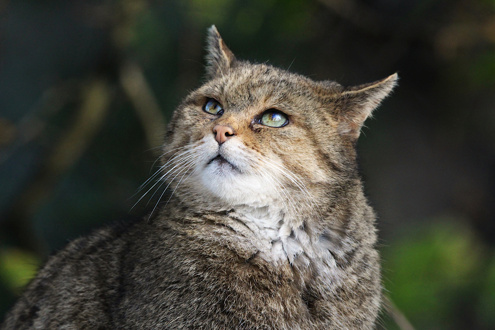 Europäische Wildkatze