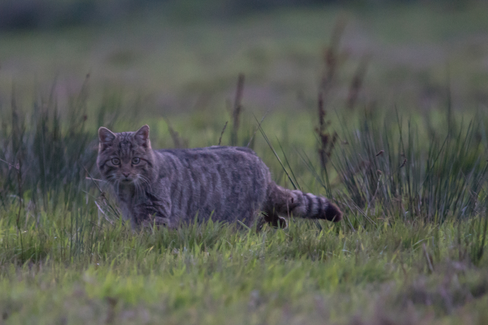 Europäische-Wildkatze      Dezember 2022