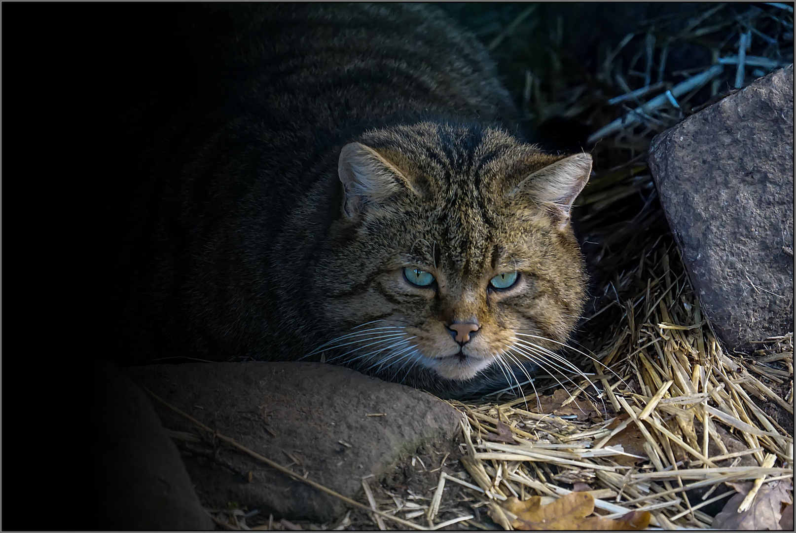 Europäische Wildkatze