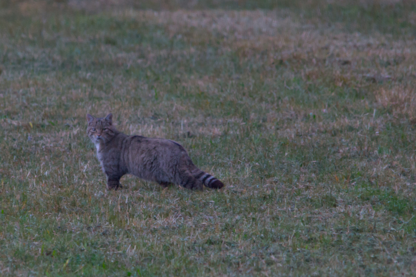 Europäische Wildkatze       dok.