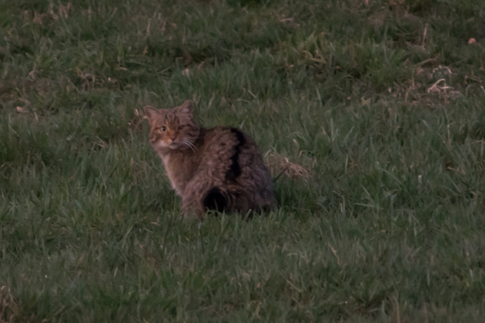 Europäische-Wildkatze     dok.    