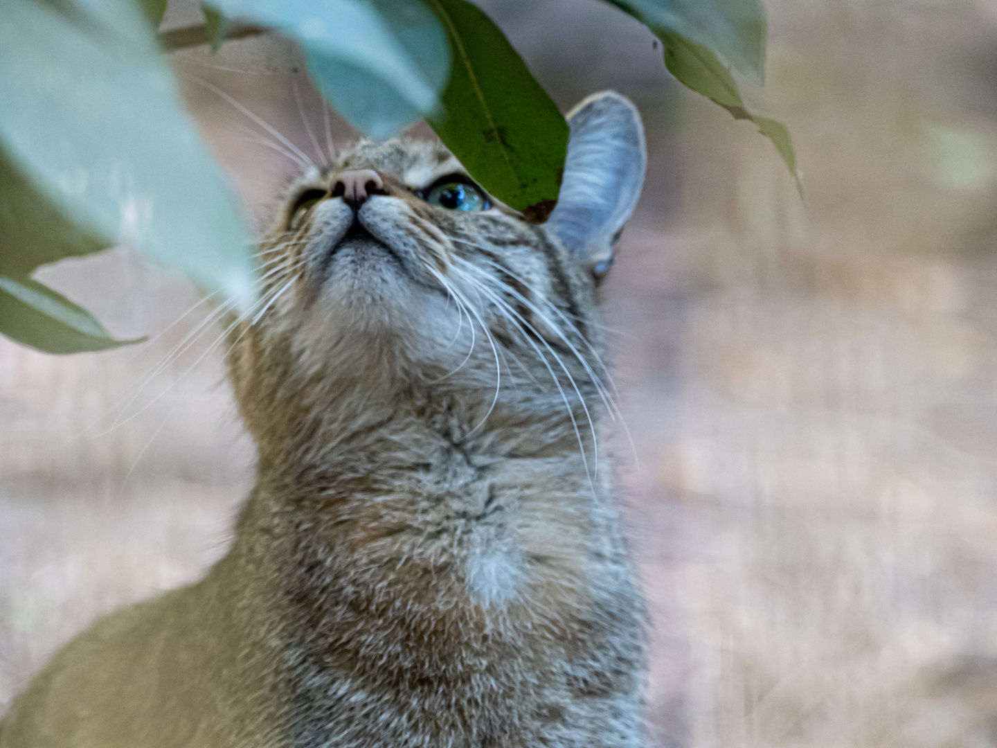 Europäische Wildkatze 