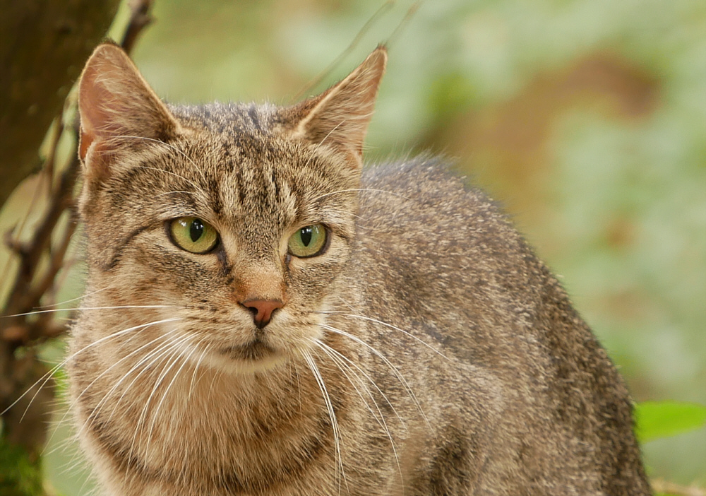  Europäische Wildkatze