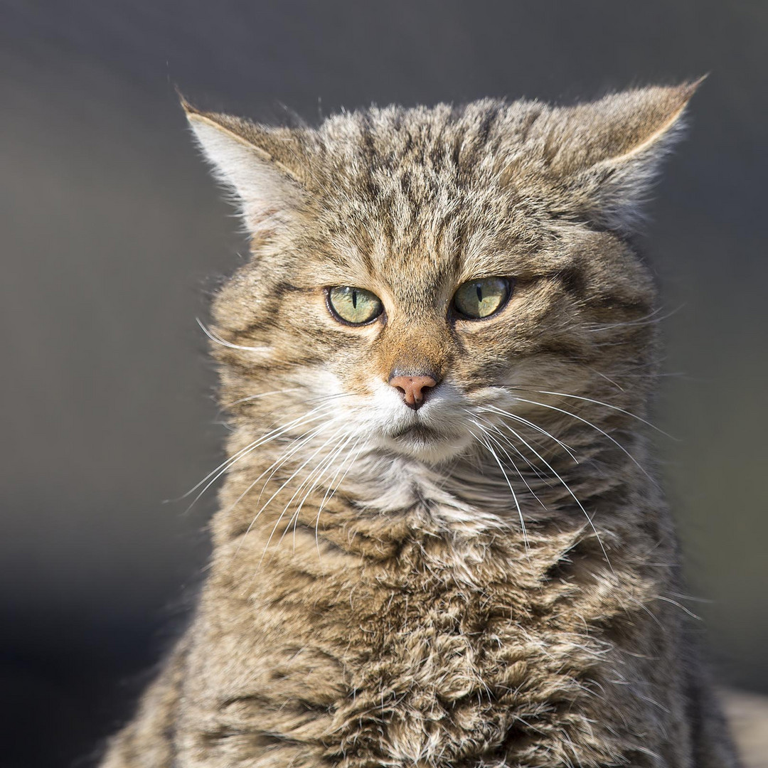 Europäische Wildkatze