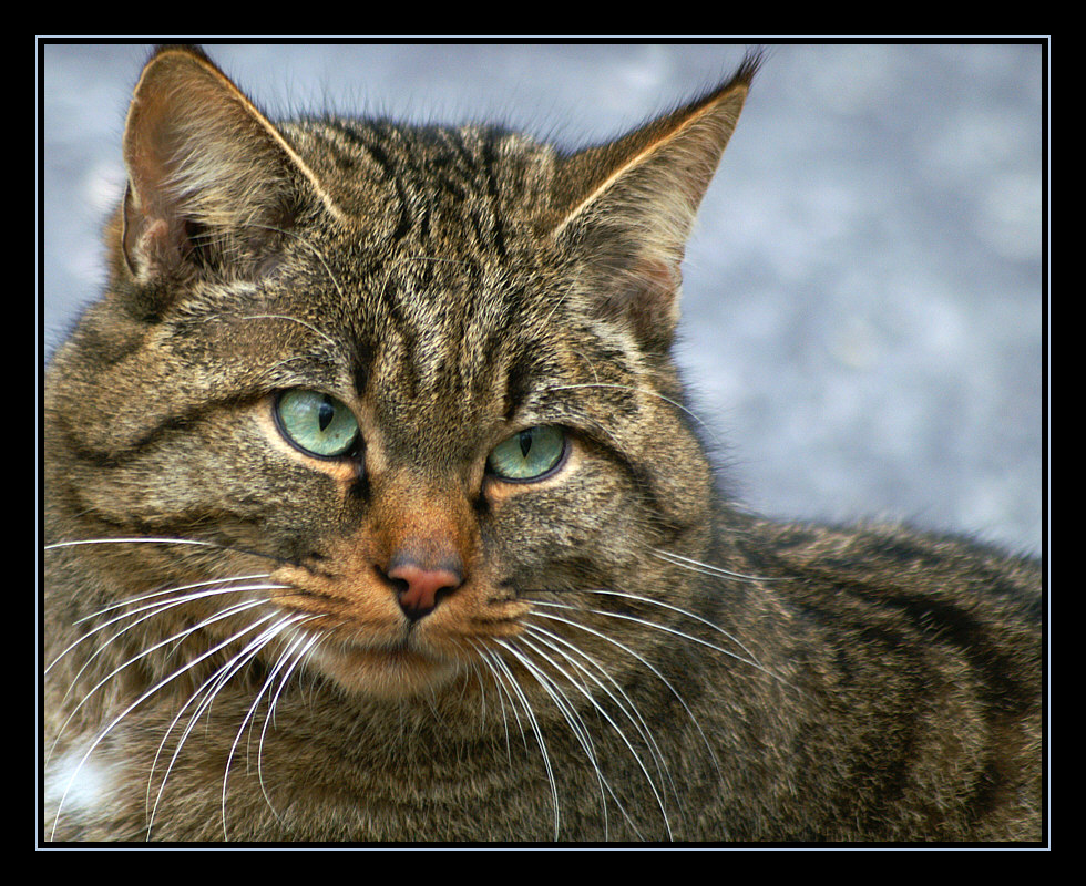 Europäische Wildkatze Foto & Bild | tiere, zoo, wildpark & falknerei