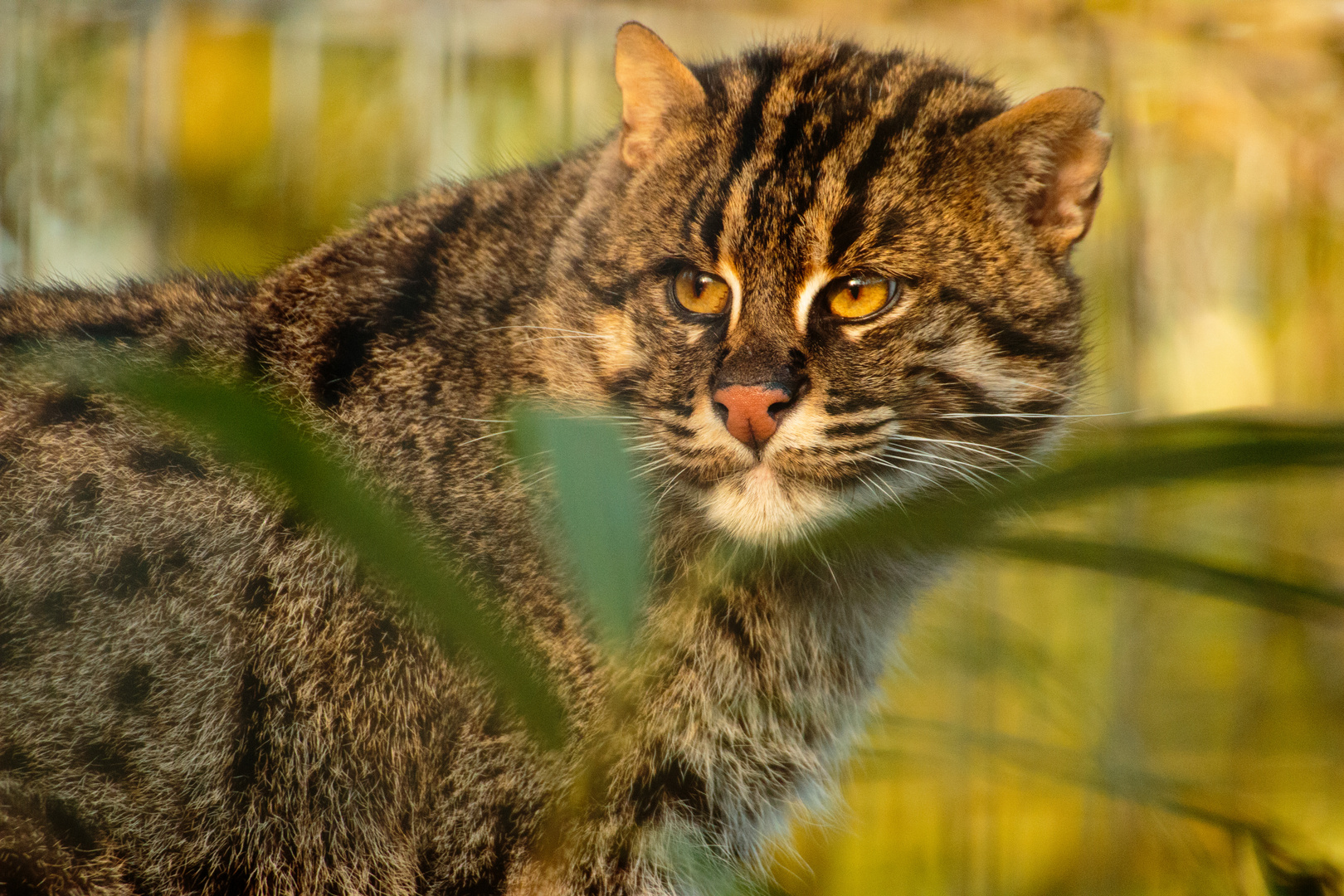 Europäische Wildkatze