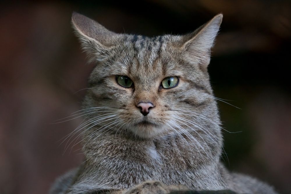 Europäische Wildkatze