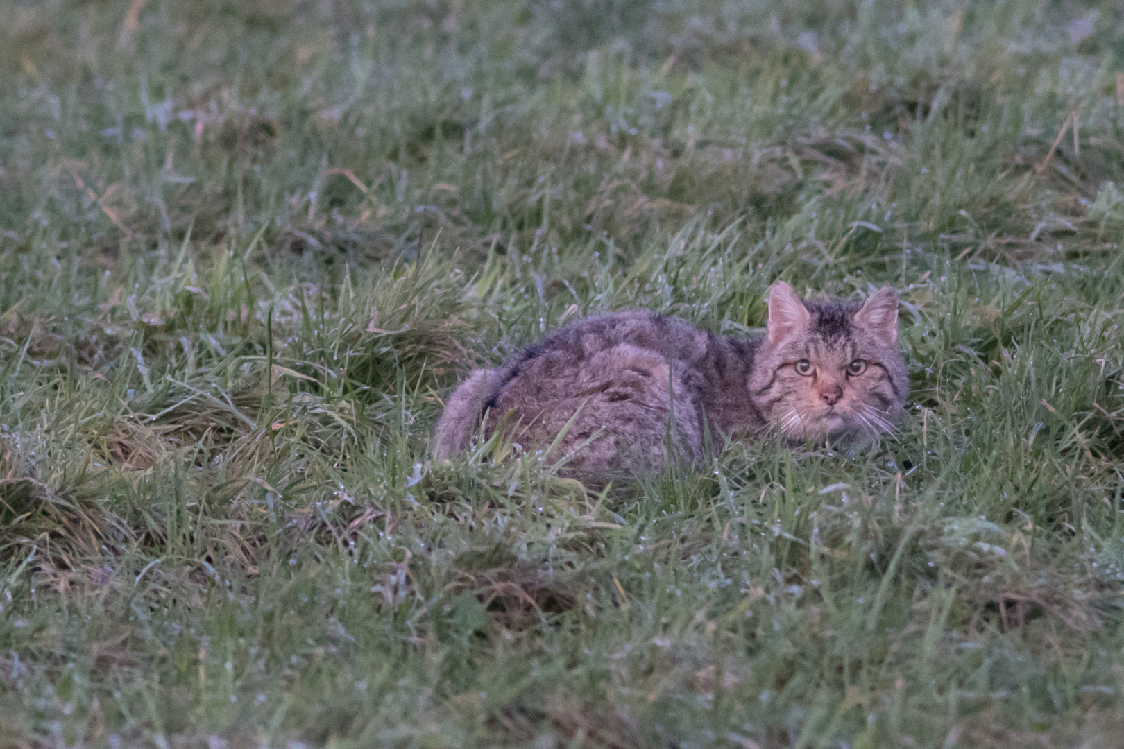 Europäische-Wildkatze    Februar 2023